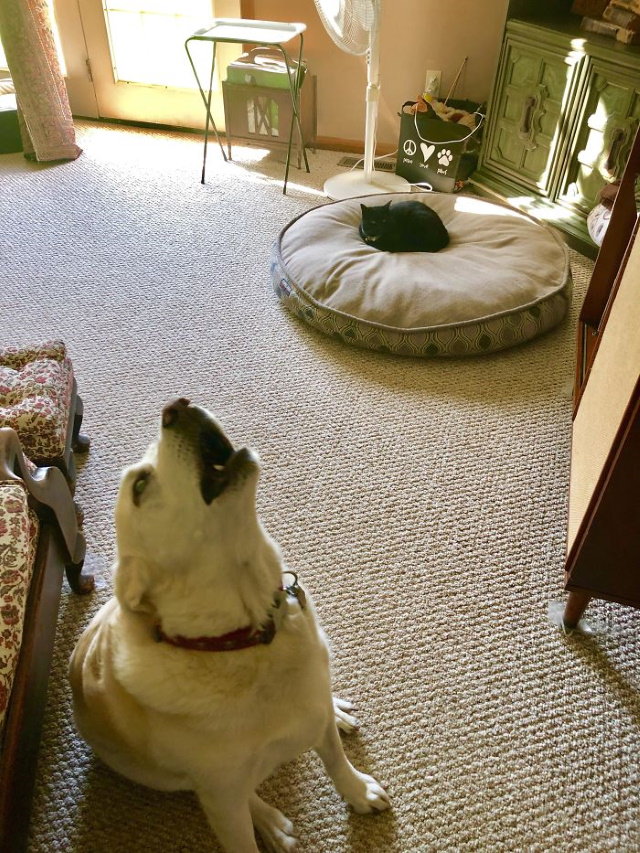 Divertidas Fotos De Perros Que Han Sido Dominados Por Gatos gato en la cama del perro