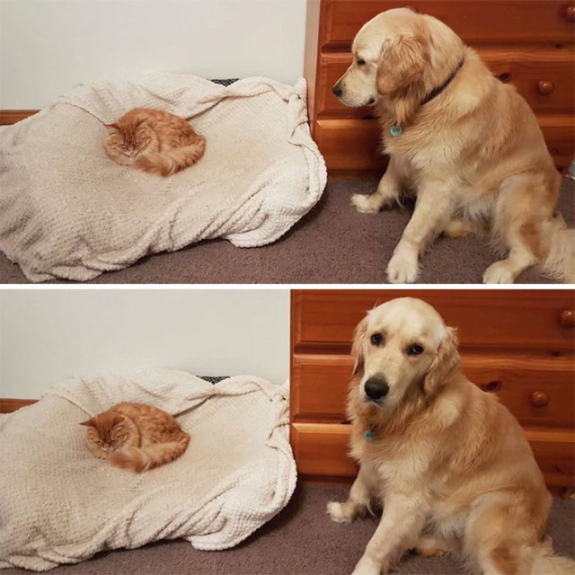 Divertidas Fotos De Perros Que Han Sido Dominados Por Gatos perro observando a gato en su cama