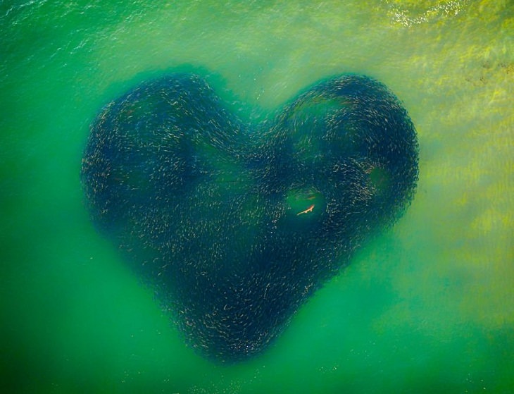 4. Foto del año: "Love Heart Of Nature" de Jim Picôt