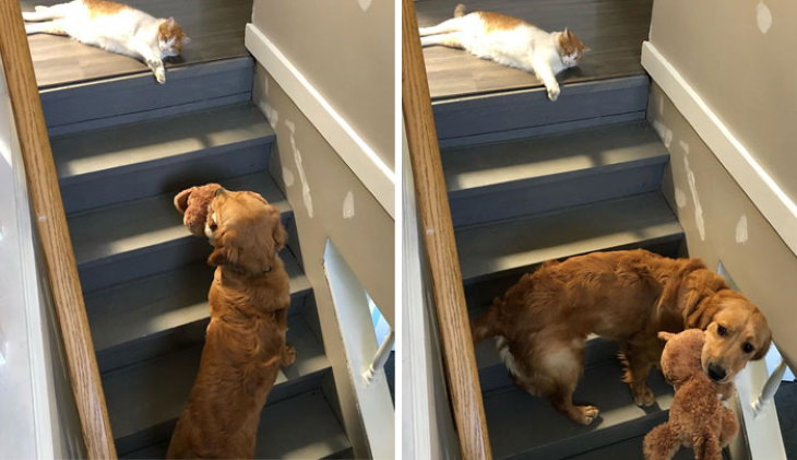  Divertidas Fotos De Perros Que Han Sido Dominados Por Gatos gato no deja pasar al perro en las escaleras