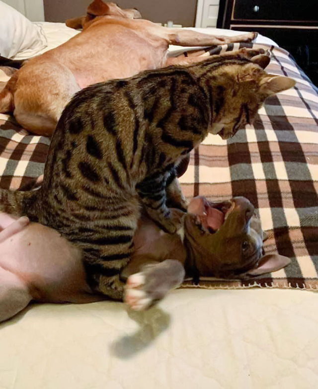 Divertidas Fotos De Perros Que Han Sido Dominados Por Gatos gato encima de un gato