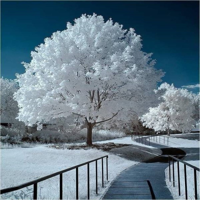Hermosas Fotos De Paisajes Árbol cubierto de nieve