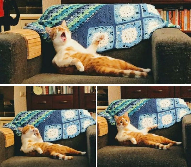 Lógica De Los Gatos Gato reposando en el sillón