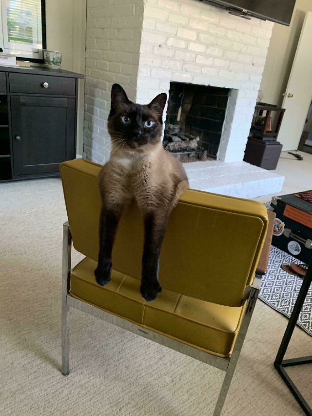 Lógica De Los Gatos Gato sentada en silla