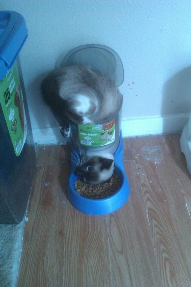 Lógica De Los Gatos Gato atorado en bebedero