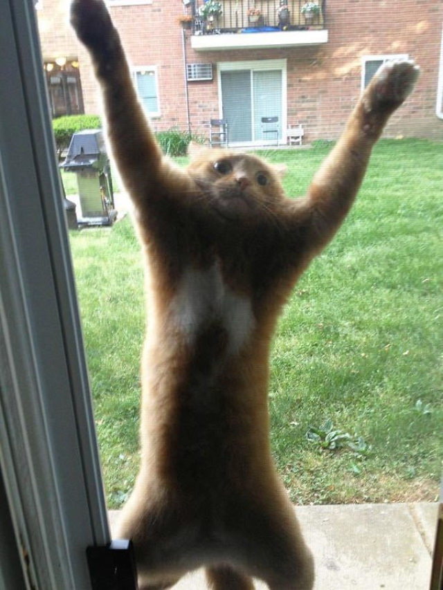 Lógica De Los Gatos Gato en la ventana