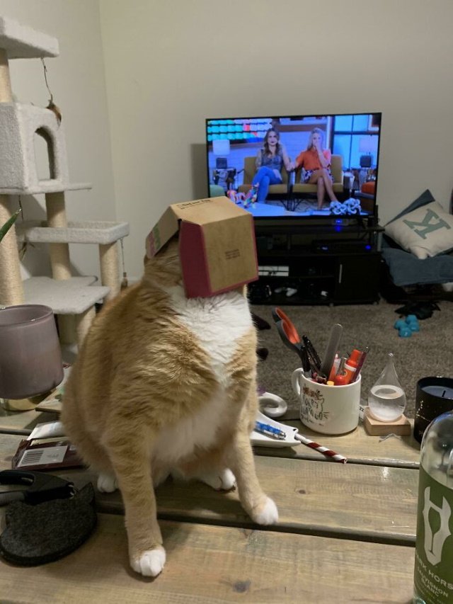 Lógica De Los Gatos Gato con caja de nugget en la cabeza