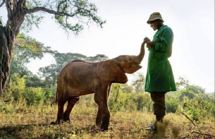 Fotos Belleza De La Naturaleza elefante y su cuidador