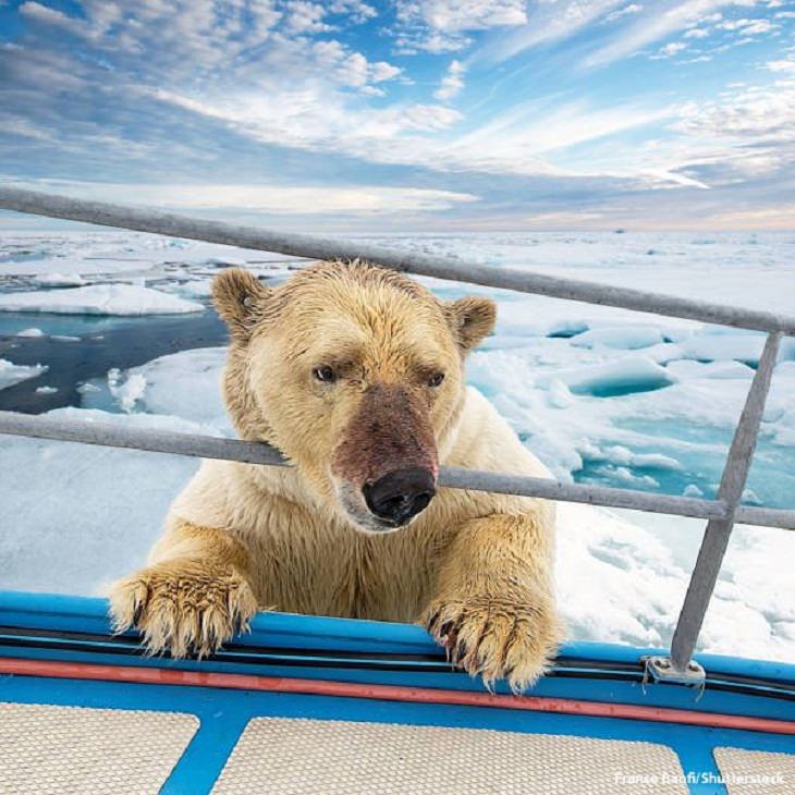 Fotos Belleza De La Naturaleza Oso polar
