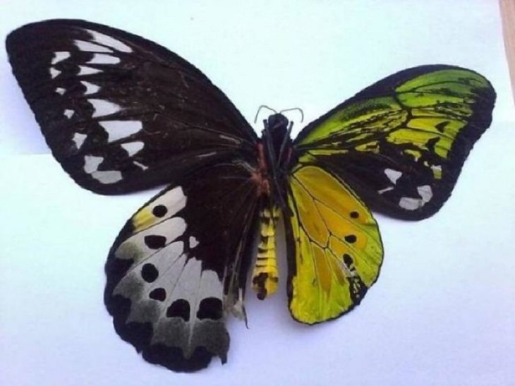 Fotos Belleza De La Naturaleza mariposa doble género