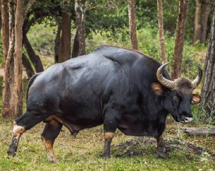 Fotos Belleza De La Naturaleza Gaur o bisonte indio