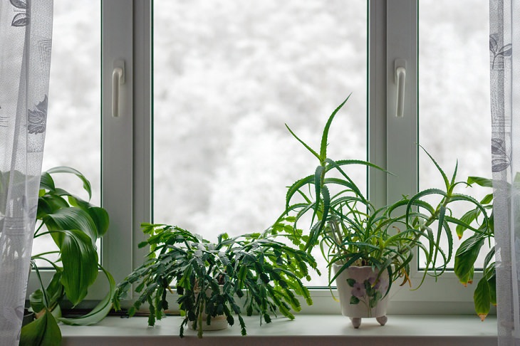 Cuidado De Tus Plantas Interiores Durante El Invierno No las fertilices demasiado