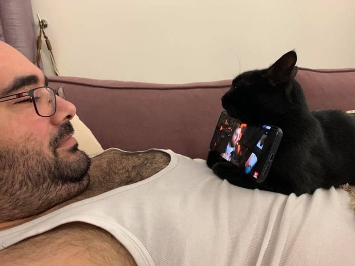 Imágenes Empatía Animal Gato sostiene el teléfono de su dueño