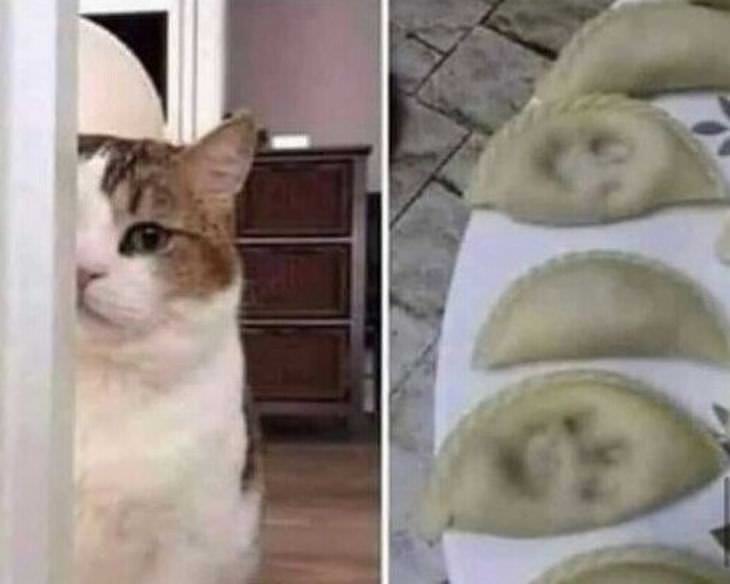 Memes Graciosos Para Alegrar Tu Día Gato deja su huella en empanada