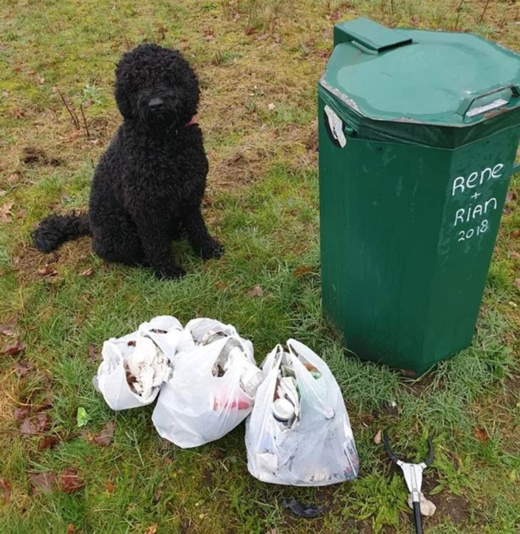 Imágenes Empatía Animal Perro recoge la basura