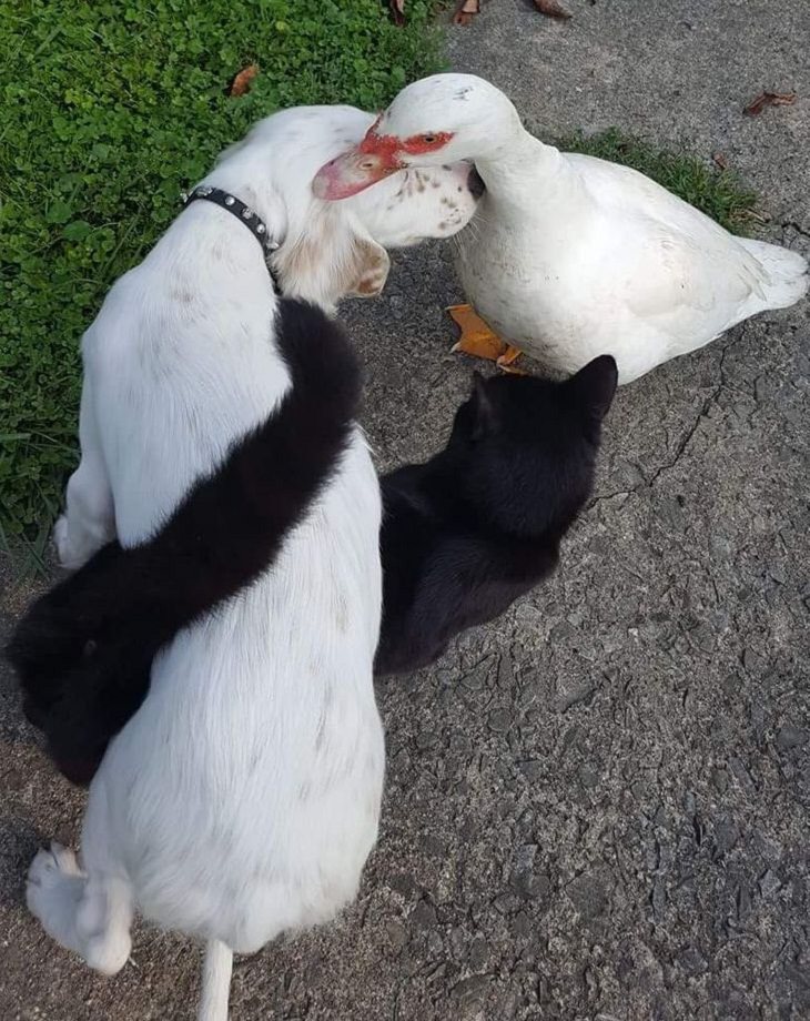 Imágenes Empatía Animal Perro, gato y pato juntos