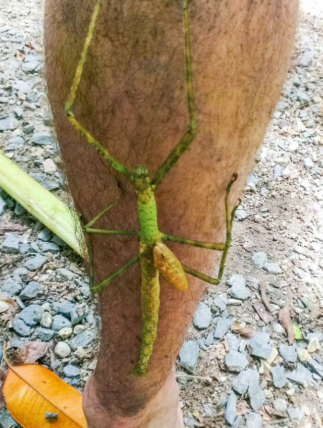  Imágenes Divertidas De Australia Insecto en la pierna de un hombre