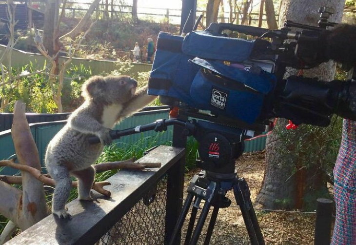 Imágenes Divertidas De Australia Koala camarógrafo