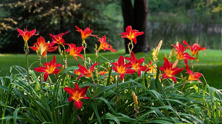 Low-maintenance perennial plants with colorful flowers, Hemerocallis