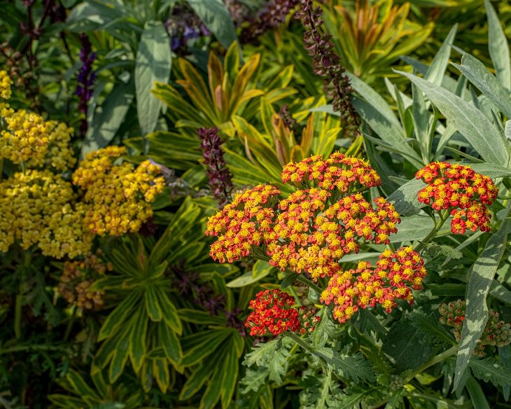 Low-maintenance perennial plants with colorful flowers, Achillea
