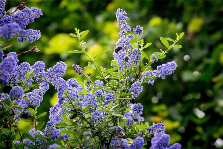 Low-maintenance perennial plants with colorful flowers, Nepeta