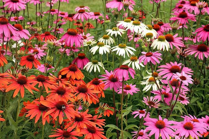 Low-maintenance perennial plants with colorful flowers, Echinacea