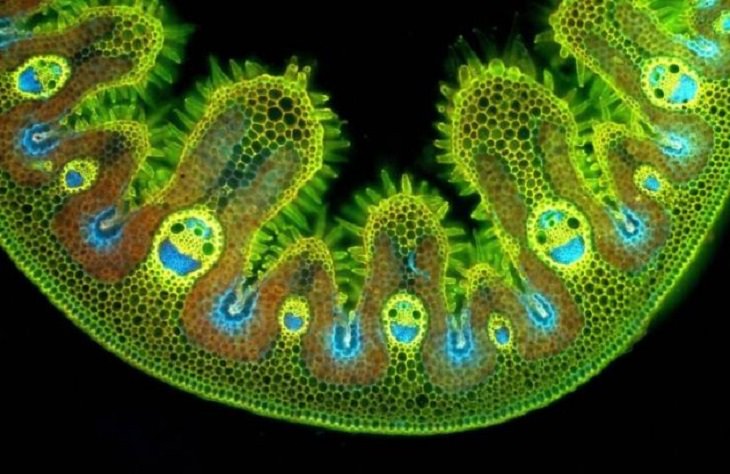 Imágenes De La Fuerza De La Naturaleza La sección transversal de una célula de pasto, vista al microscopio