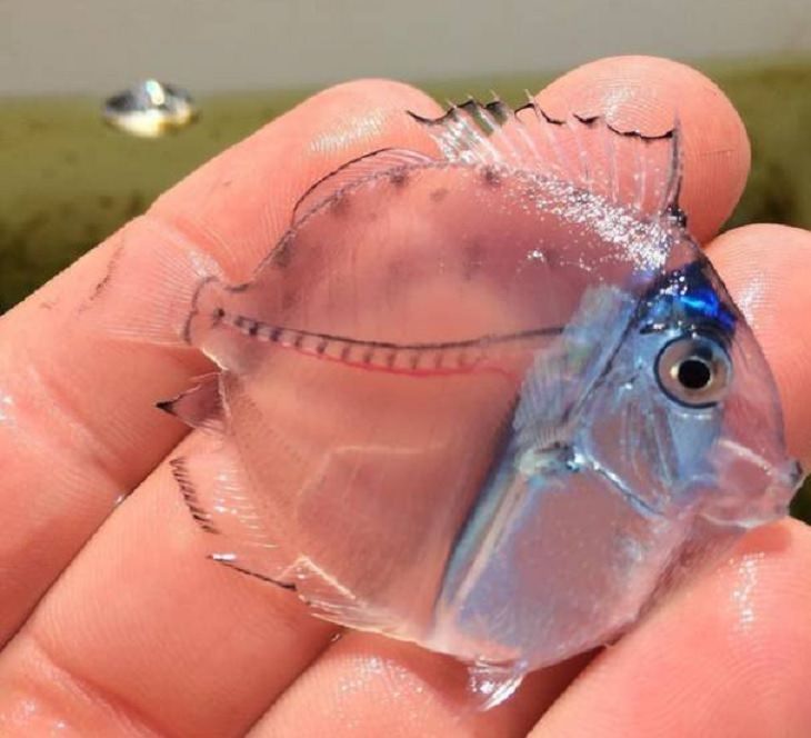 Imágenes De La Fuerza De La Naturaleza Un pez espiga azul sin su color azul