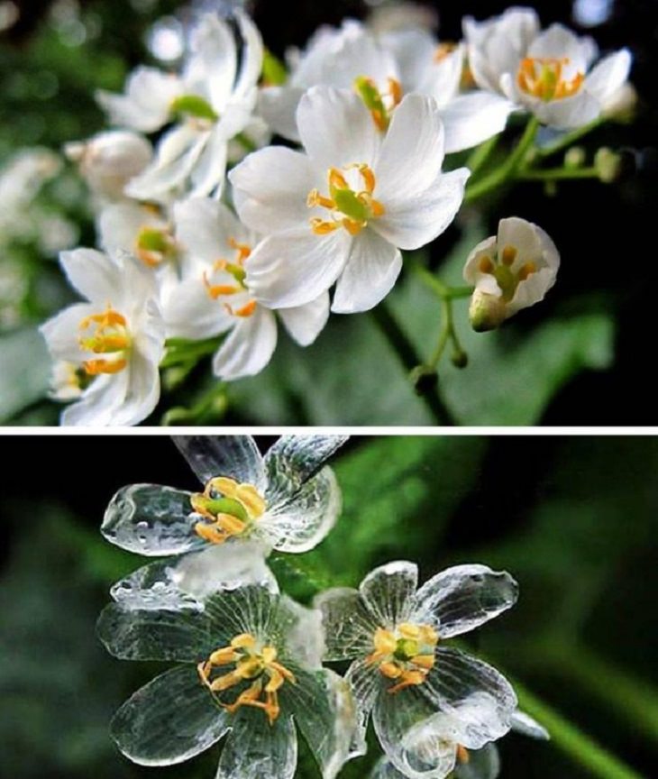 Imágenes De La Fuerza De La Naturaleza La flor de esqueleto (Diphylleia)