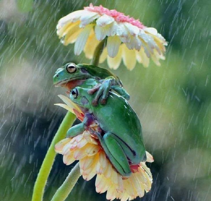 Imágenes De La Fuerza De La Naturaleza Las ranas se apiñan bajo los paraguas de la naturaleza mientras llueve