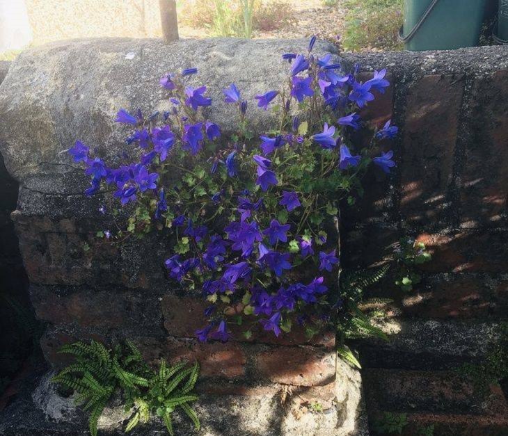 Imágenes De La Fuerza De La Naturaleza De los ladrillos florecen hermosas flores azules