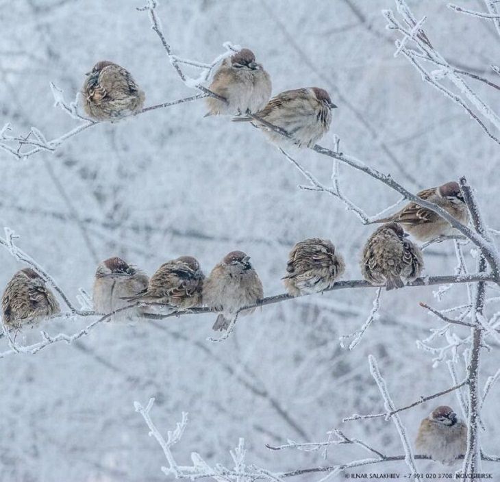 Temporada De Invierno Pájaros posados en rama con nieve