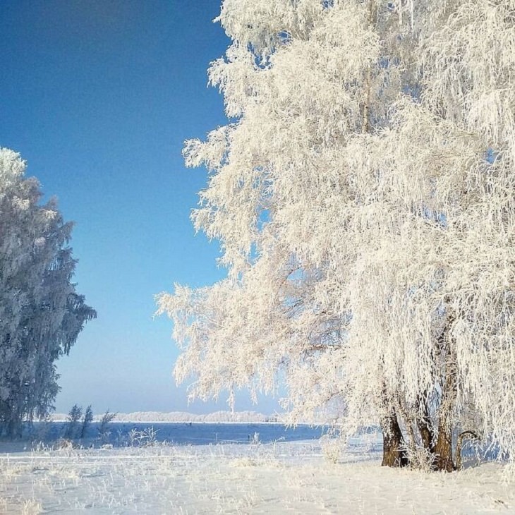 Temporada De Invierno Naturaleza en Novosibirsk durante el inverno