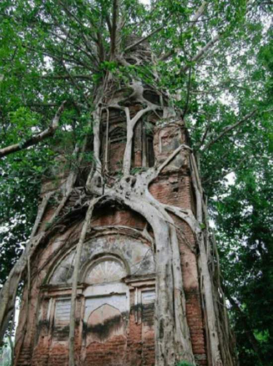 Imágenes Dominio De La Naturaleza  árbol de Bodhi en un templo de Shiva