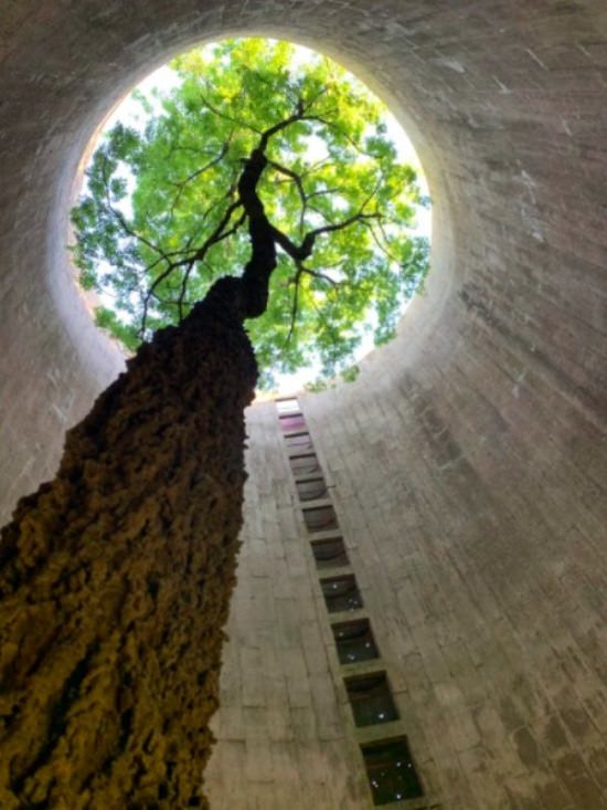 Imágenes Dominio De La Naturaleza árbol en silo