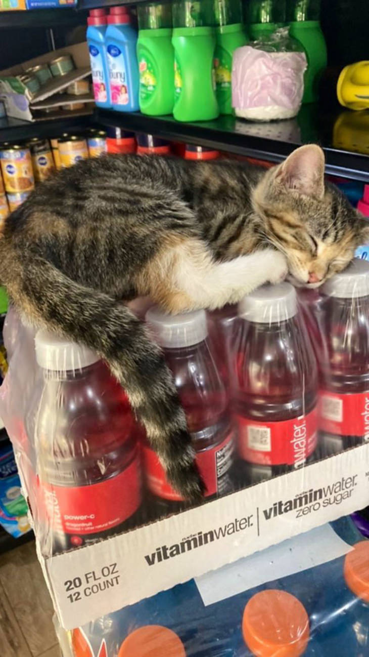 Gatos En Los Supermercados Gato durmiendo en agua vitaminada