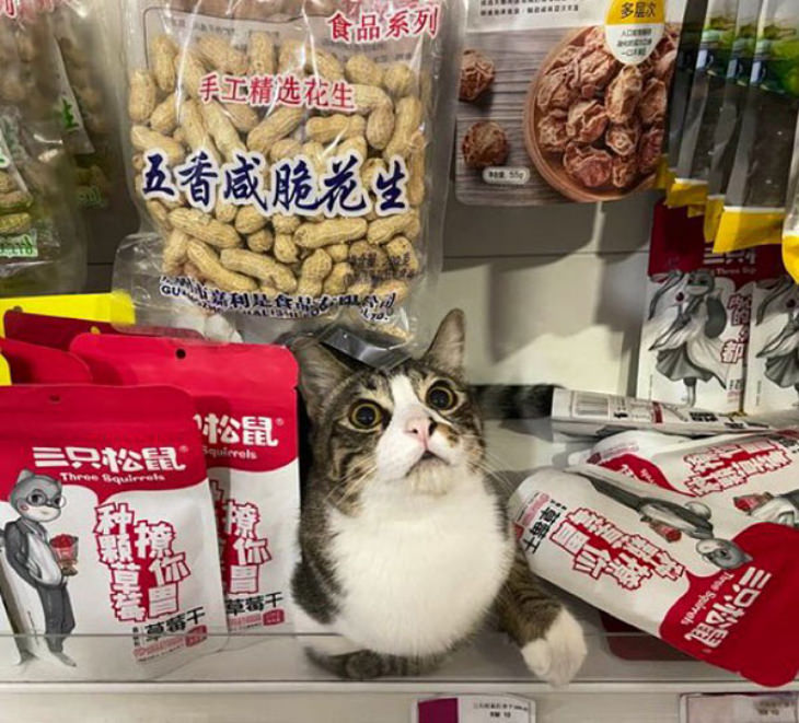 Gatos En Los Supermercados Gato en estante de cacahuates
