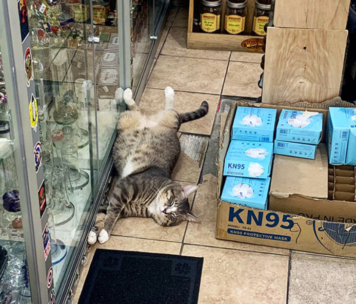 Gatos En Los Supermercados Gato refrescándose