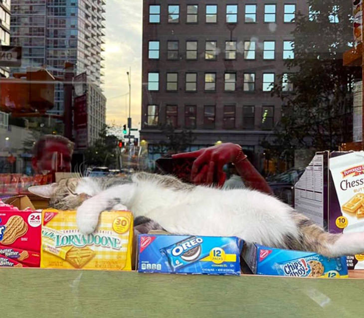 Gatos En Los Supermercados Gato durmiendo en empaques de galletas