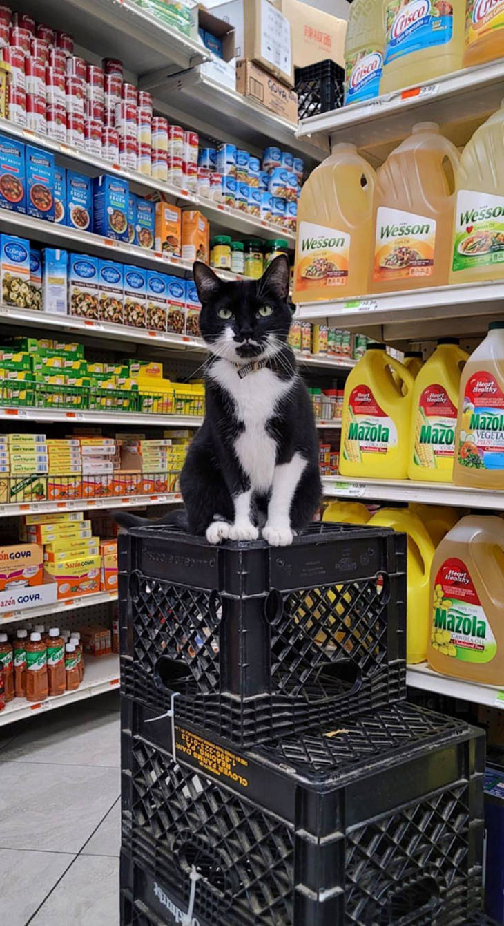 Gatos En Los Supermercados Gato guardián del pasillo
