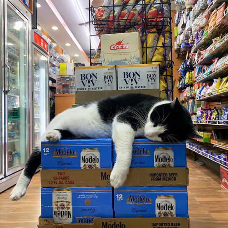 Gatos En Los Supermercados Gato durmiendo en cartones de cerveza