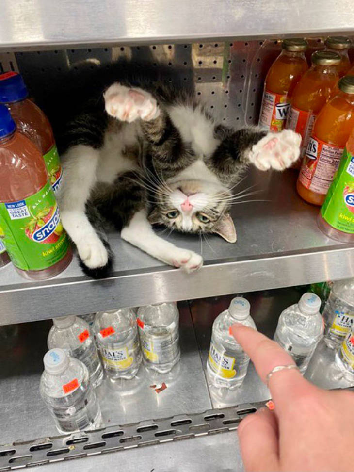 Gatos En Los Supermercados Gato en el estante de bebidas