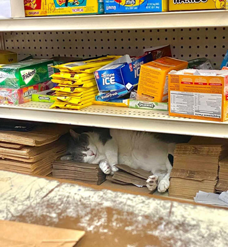Gatos En Los Supermercados Gato durmiendo en estante 
