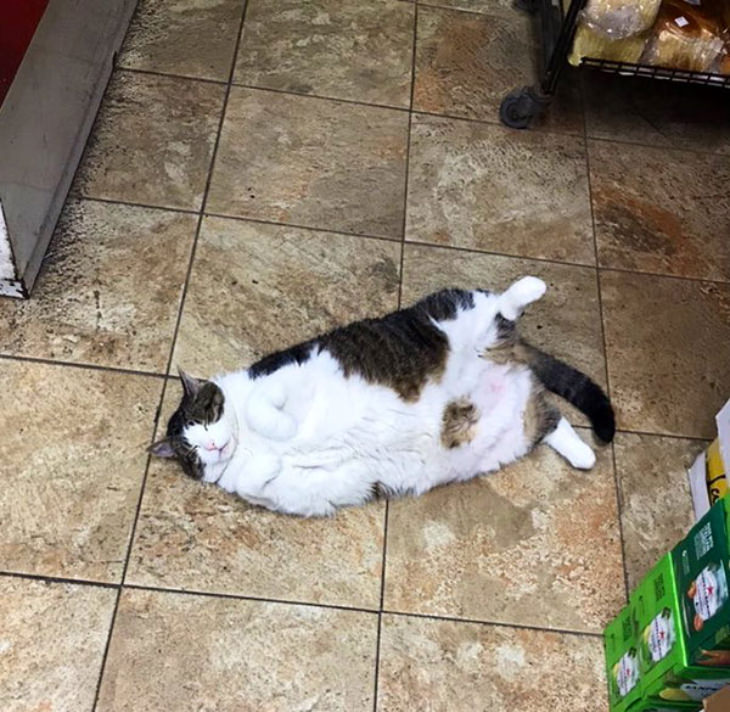 Gatos En Los Supermercados  Gato durmiendo en el suelo del supermercado