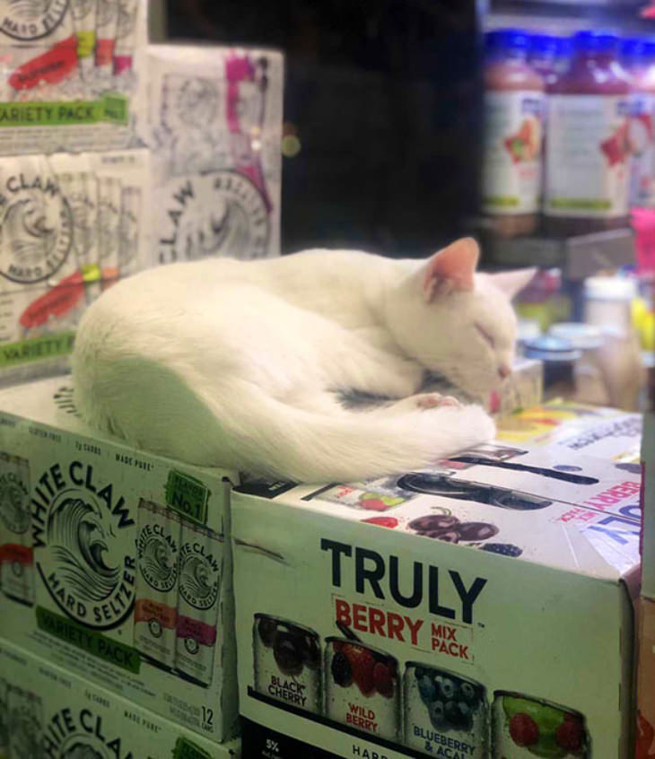 Gatos En Los Supermercados Gato blanco durmiendo una siesta
