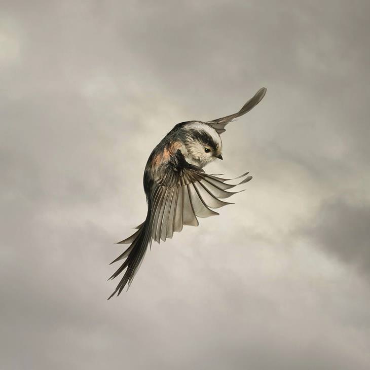 Aves De Presa En Pleno Vuelo Ave gris en pleno vuelo