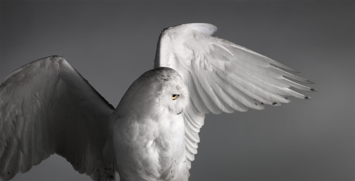 Aves De Presa En Pleno Vuelo Búho blanco extendiendo sus alas