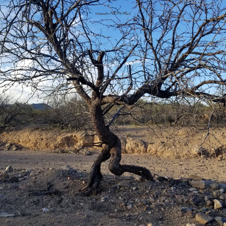 Maravillosas plantas, Mezquite, desierto de Sonora