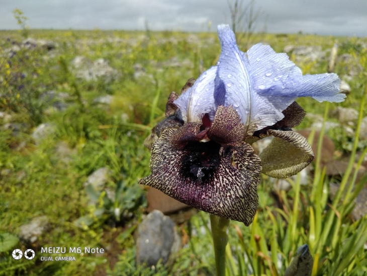 Maravillosas plantas, Iris del Hermon