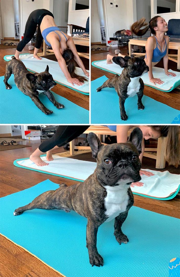 Bulldogs ,  compañero  de yoga 